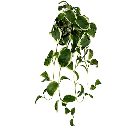 22" Variegated Hoya Bush by Ashland®